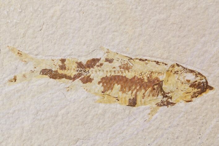Bargain, Fossil Fish (Knightia) - Wyoming #89171